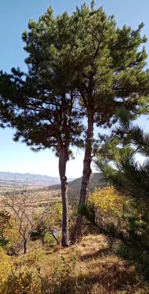 光遇琴谱单指隔岸,光遇琴谱单指隔岸 - 小牛游戏