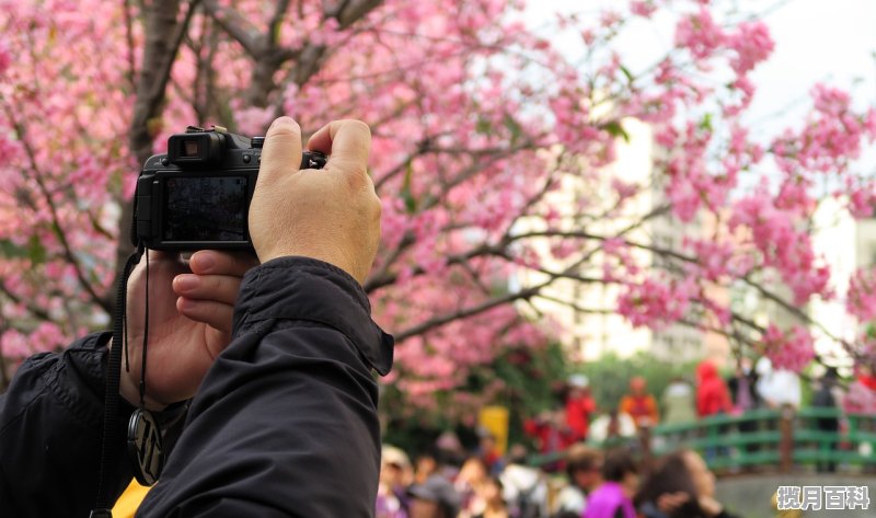 拍樱花怎么穿搭_武汉旅游穿搭技巧