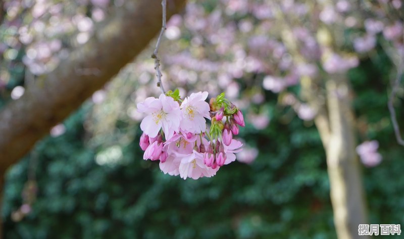 拍樱花怎么穿搭 樱花神仙穿搭之男主