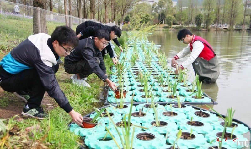 哪里能学到鱼菜共生技术 - IT吧