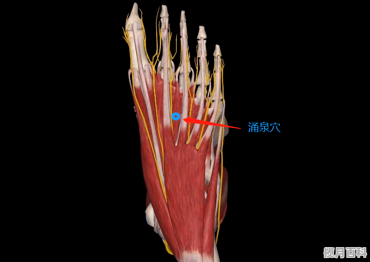 涌泉穴的正确位置是哪里?都有哪些作用_请问脚底到底有多少个穴位
