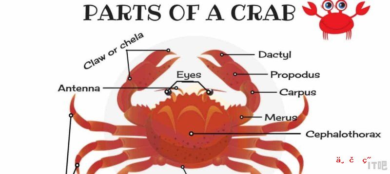 为什么螃蟹的眼睛长在外面