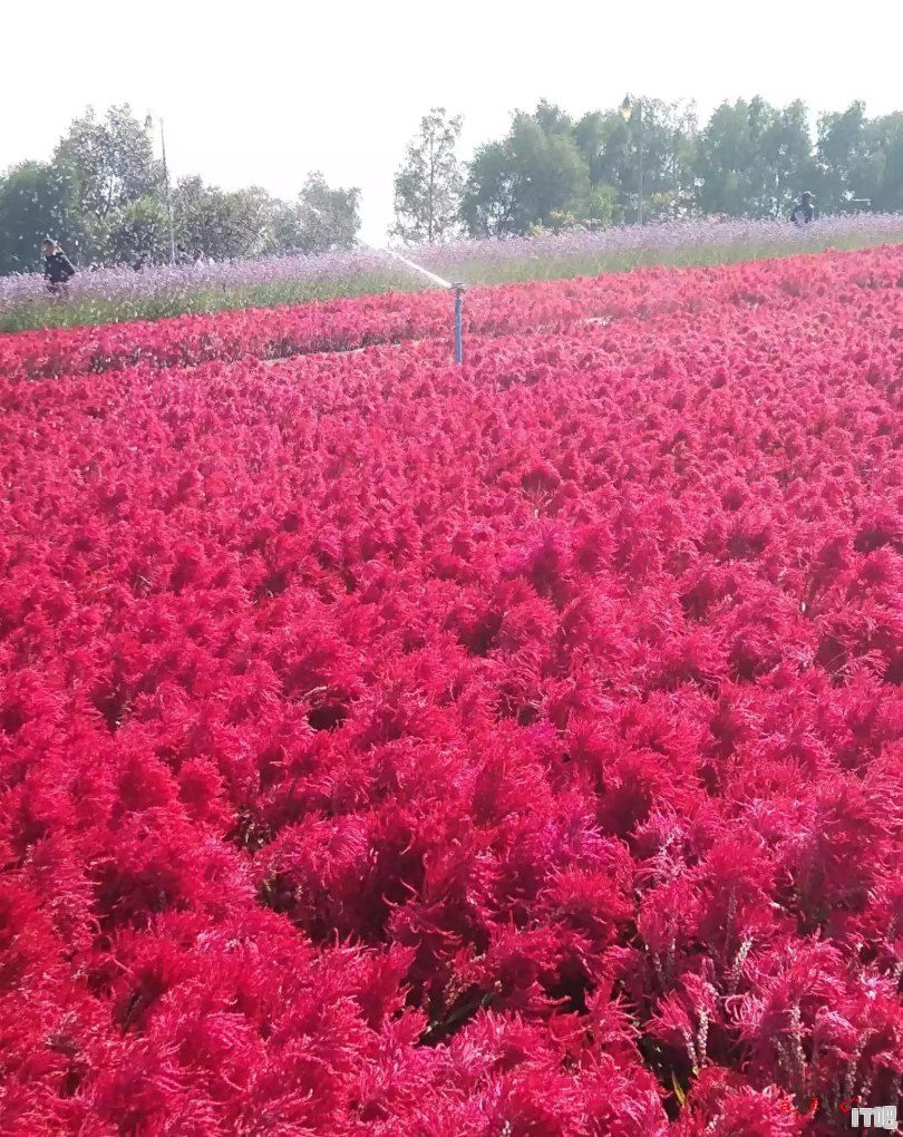 马上就春节了 有什么好的拜年祝福语