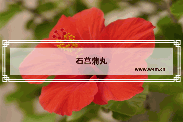 石菖蒲丸