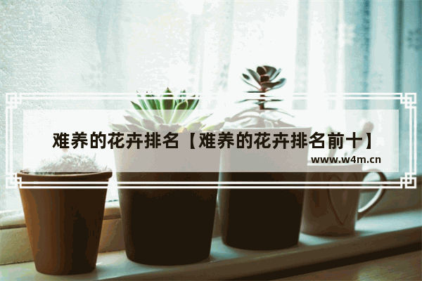 难养的花卉排名【难养的花卉排名前十】