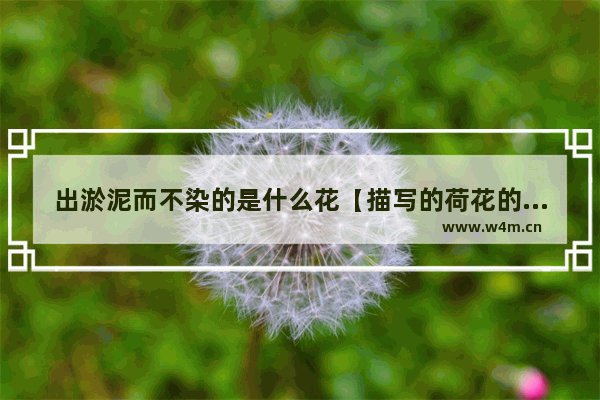 出淤泥而不染的是什么花【描写的荷花的特点】