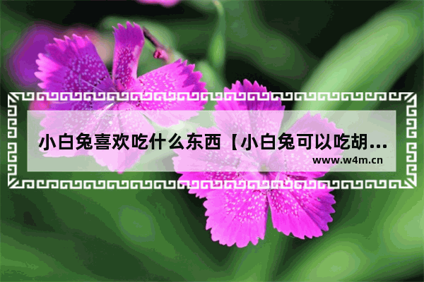 小白兔喜欢吃什么东西【小白兔可以吃胡萝卜吗】