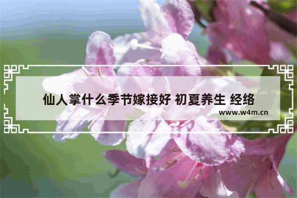 仙人掌什么季节嫁接好 初夏养生 经络