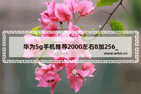 华为5g手机推荐2000左右8加256_华为2500左右性价比最高的5g手机