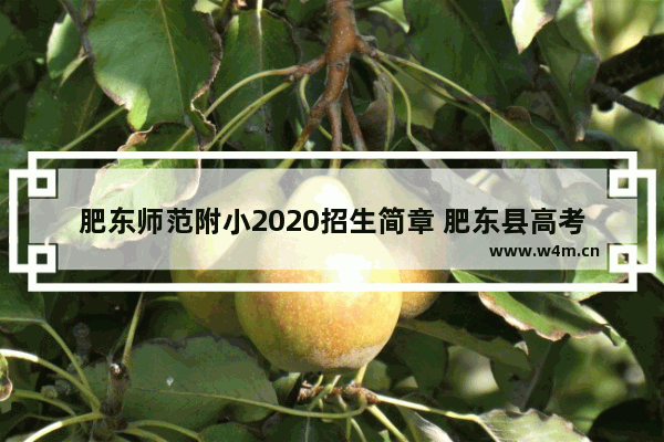 肥东师范附小2020招生简章 肥东县高考分数线2020