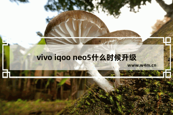 vivo iqoo neo5什么时候升级安卓12 5寸左右安卓手机推荐排行