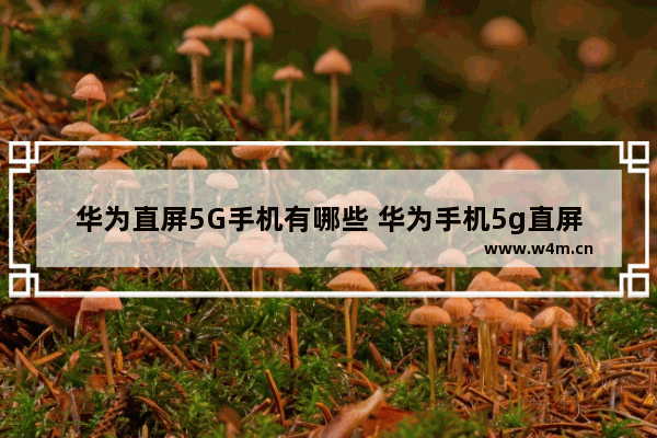 华为直屏5G手机有哪些 华为手机5g直屏手机推荐