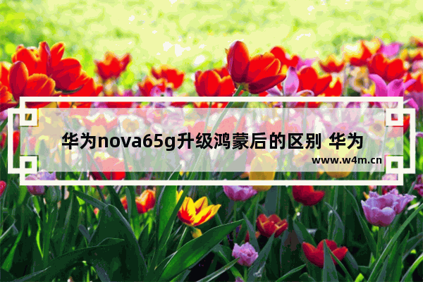 华为nova65g升级鸿蒙后的区别 华为5g手机推荐最近更新系统