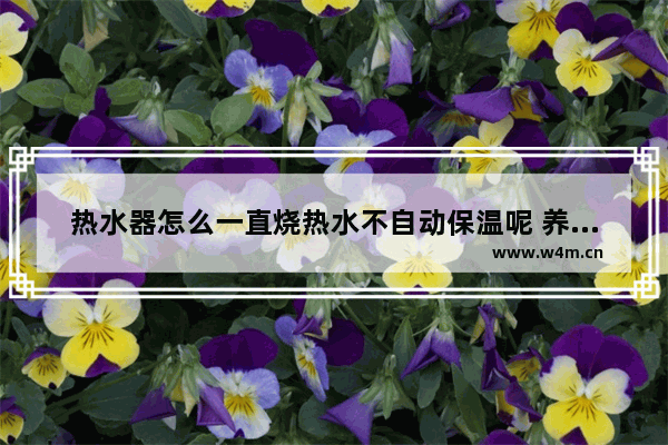 热水器怎么一直烧热水不自动保温呢 养生壶不能保温一直加热怎么回事