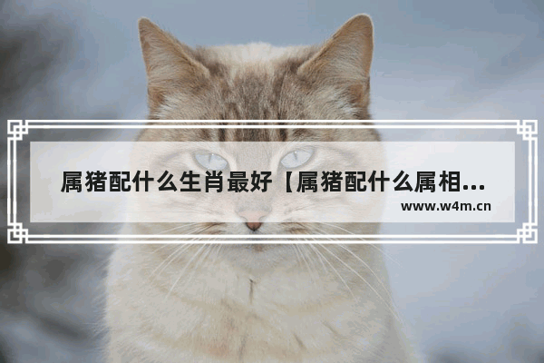 属猪配什么生肖最好【属猪配什么属相最合适】