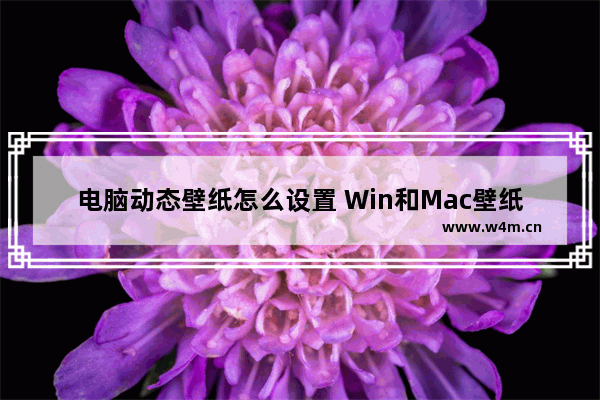 电脑动态壁纸怎么设置 Win和Mac壁纸的设置方法