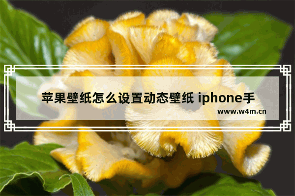 苹果壁纸怎么设置动态壁纸 iphone手机动态壁纸设置教程