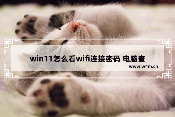 win11怎么看wifi连接密码 电脑查看wifi密码的方法