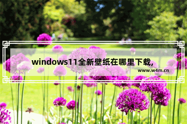 windows11全新壁纸在哪里下载, windows11全新壁纸下载教程