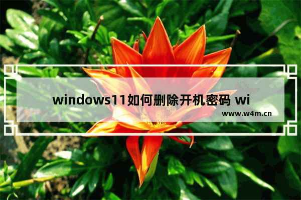 windows11如何删除开机密码 windows11删除开机密码方法