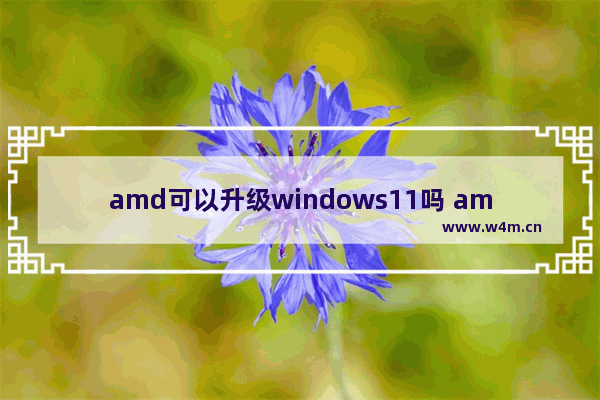 amd可以升级windows11吗 amd要不要升级windows11