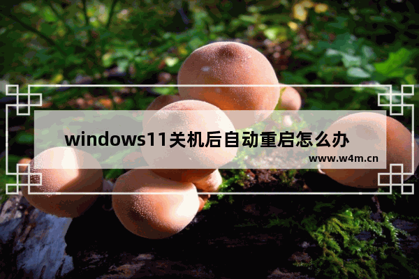 windows11关机后自动重启怎么办 windows11关机后自动重启解决方法