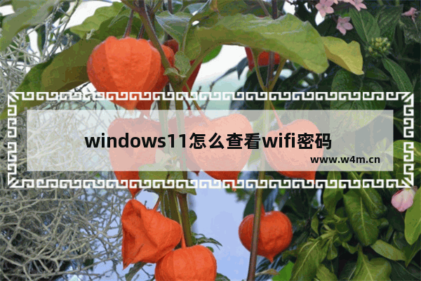 windows11怎么查看wifi密码 windows11查看wifi密码方法