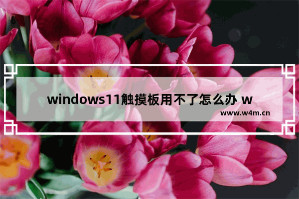 windows11触摸板用不了怎么办 windows11触摸板用不了解决办法