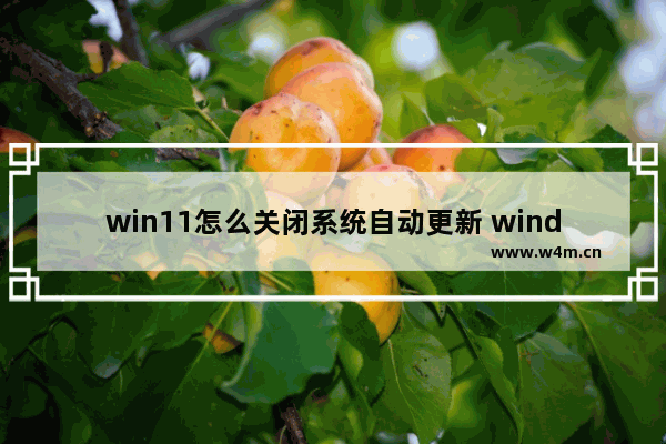 win11怎么关闭系统自动更新 windows11如何关闭自动更新