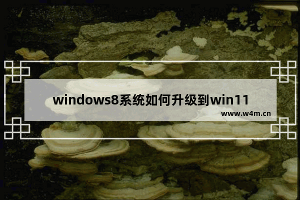 windows8系统如何升级到win11 windows8升级windows11教程