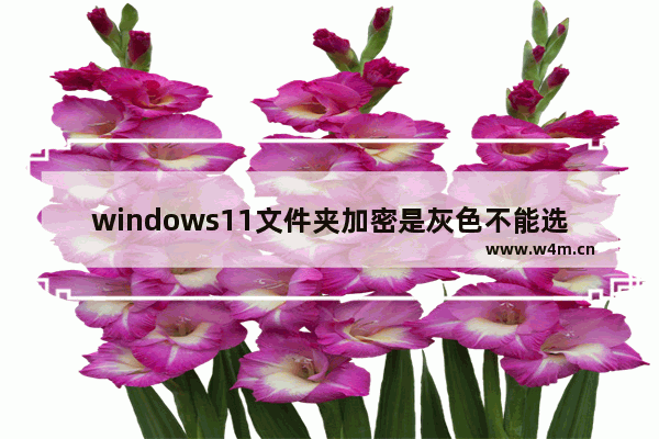 windows11文件夹加密是灰色不能选择怎么办 windows11文件夹加密是灰色不能选择解决办法