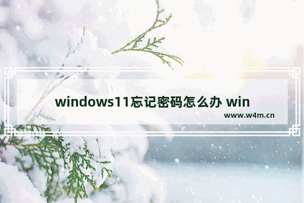 windows11忘记密码怎么办 windows11忘记密码解决办法