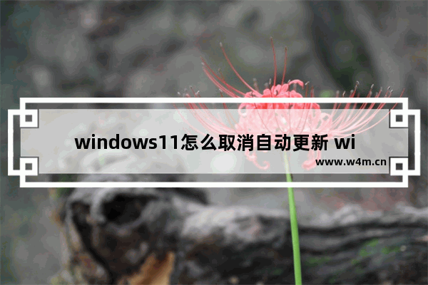 windows11怎么取消自动更新 windows11取消自动更新方法