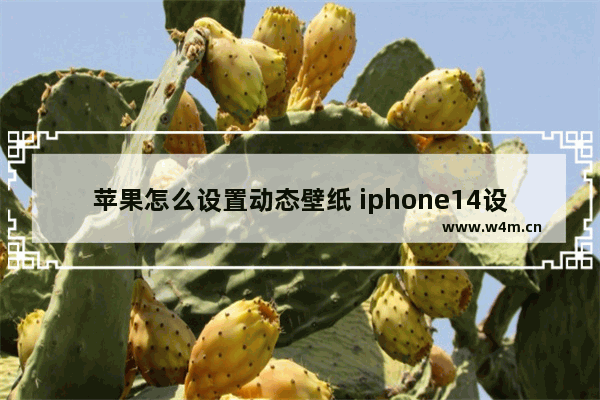 苹果怎么设置动态壁纸 iphone14设置动态壁纸的方法