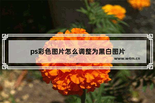 ps彩色图片怎么调整为黑白图片