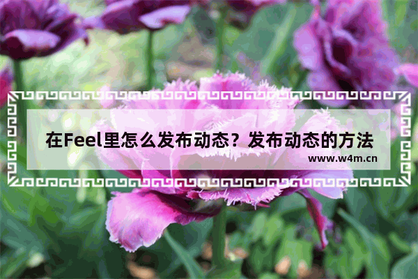 在Feel里怎么发布动态？发布动态的方法说明