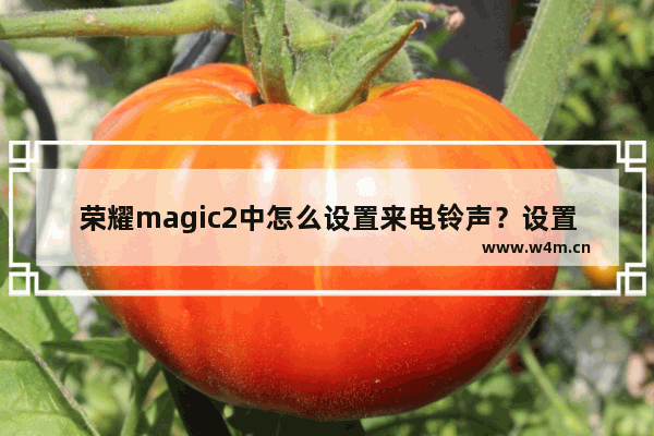 荣耀magic2中怎么设置来电铃声？设置来电铃声的方法说明