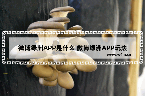 微博绿洲APP是什么 微博绿洲APP玩法介绍