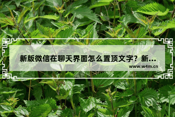 新版微信在聊天界面怎么置顶文字？新版微信在聊天界面置顶文字的方法分享