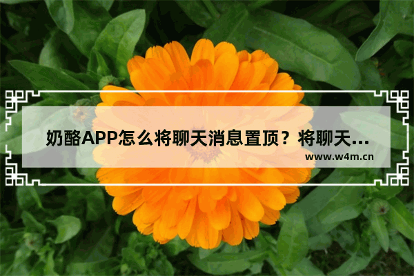 奶酪APP怎么将聊天消息置顶？将聊天消息置顶的方法分享