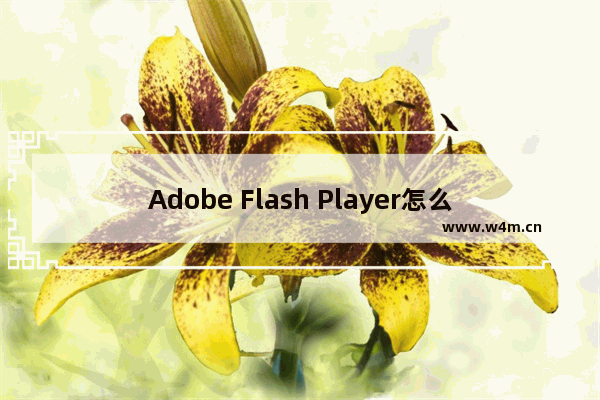 Adobe Flash Player怎么将自动更新取消？自动更新取消方法介绍