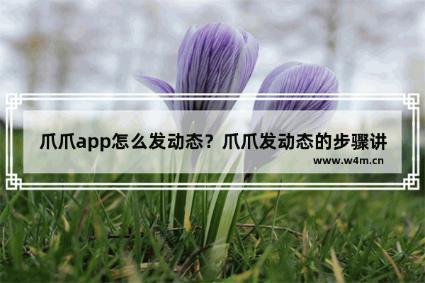 爪爪app怎么发动态？爪爪发动态的步骤讲解