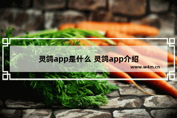 灵鸽app是什么 灵鸽app介绍