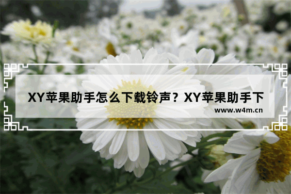 XY苹果助手怎么下载铃声？XY苹果助手下载铃声步骤解析