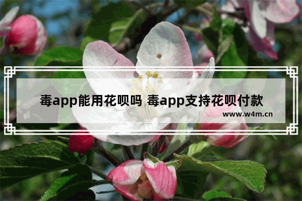 毒app能用花呗吗 毒app支持花呗付款吗