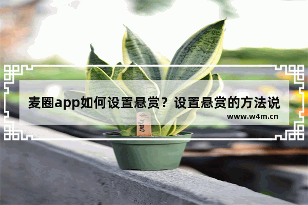 麦圈app如何设置悬赏？设置悬赏的方法说明