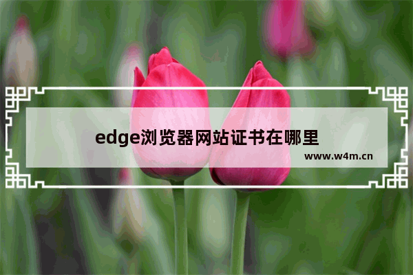 edge浏览器网站证书在哪里