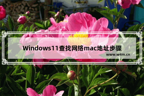 Windows11查找网络mac地址步骤介绍