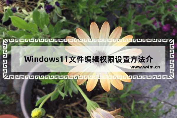 Windows11文件编辑权限设置方法介绍