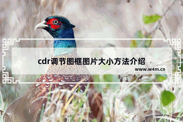 cdr调节图框图片大小方法介绍